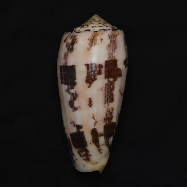 Conus striatus 105.5mm MS1691 Sea Shells Seashells