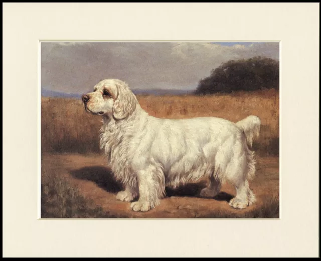 Clumber Spaniel Lovely Vintage Style Dog Art Print Mounted Ready To Frame