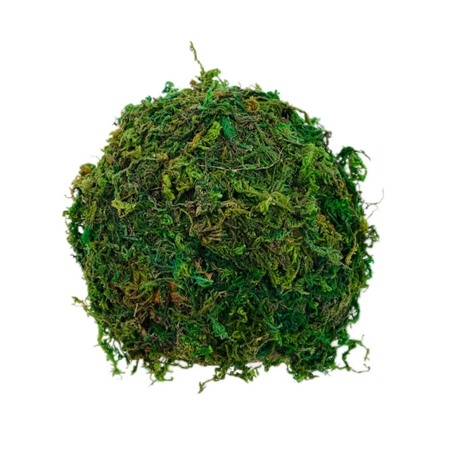 Contenitore ornamentale conchiglia nascondiglio rettile casa cocco verde