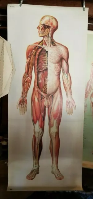Vintage Anatomical Life Size Poster Nervous Deutsches Hygiene Museum Dresden