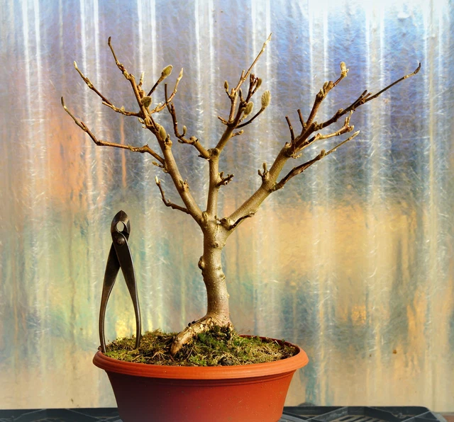 BONSAI MAGNOLIE STERNMAGNOLIE Magnolia stellata 36 cm outdoor Nr. 751 EUR  55,00 - PicClick DE