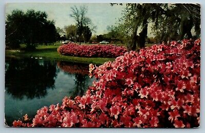 Azaleas In Bloom Sylvan Abbey Clearwater Florida FL VTG Postcard January 12 1970