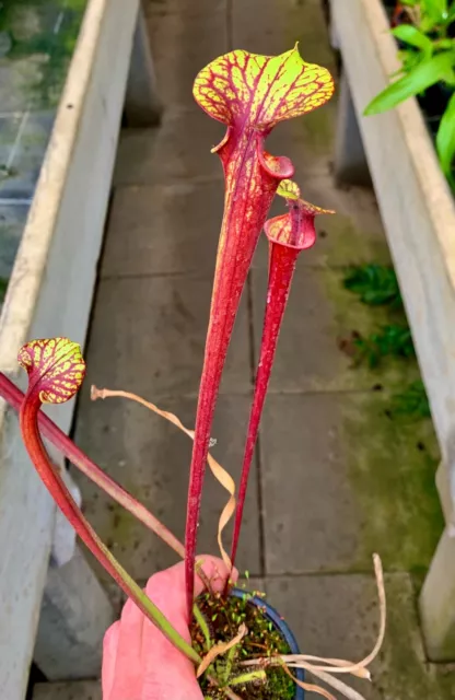 Sarracenia Species ´Red Giant Select Fleischfressende Schlauchpflanze