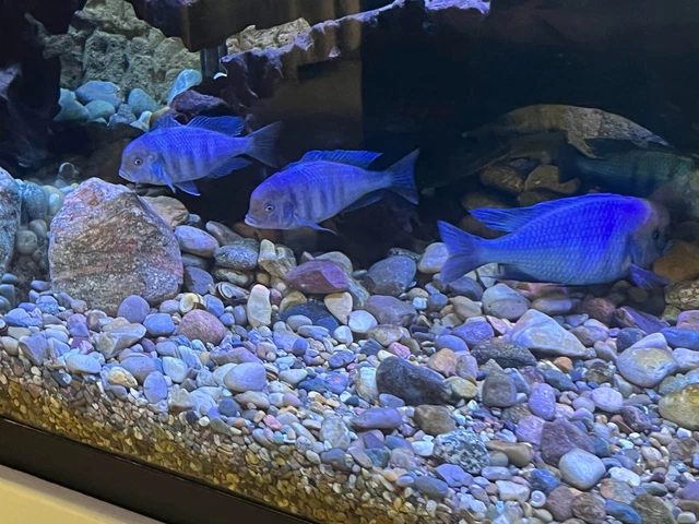 5 COLORFUL BLUE DOLPHIN CICHLID 1 INCH UNSEXED (Cyrtocara moorii).