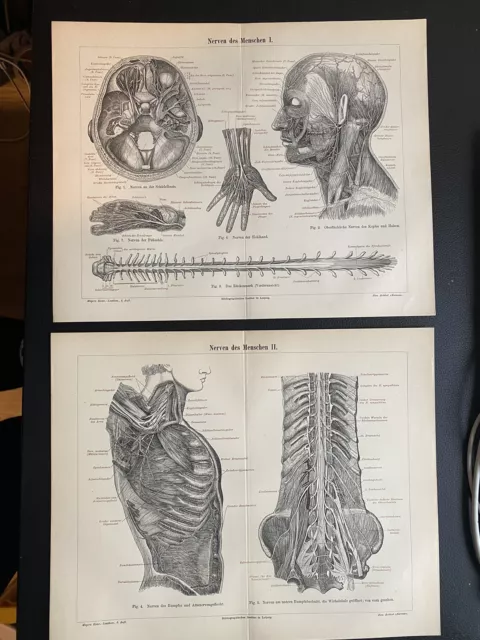 antike Grafik Medizin / Anatomie: 2 Grafiken Die Nerven des Menschen um 1900 2