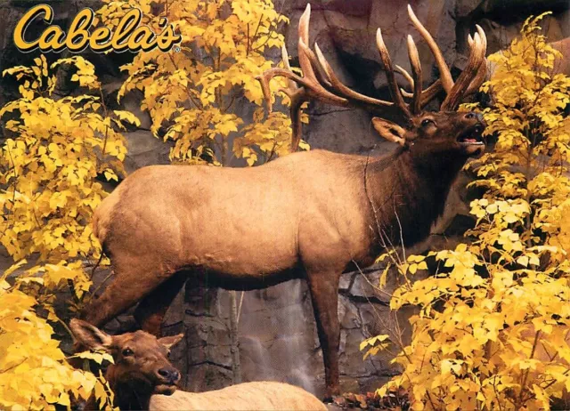 Postcard Cabela's Outdoor Store, Dundee, Michigan - Elk