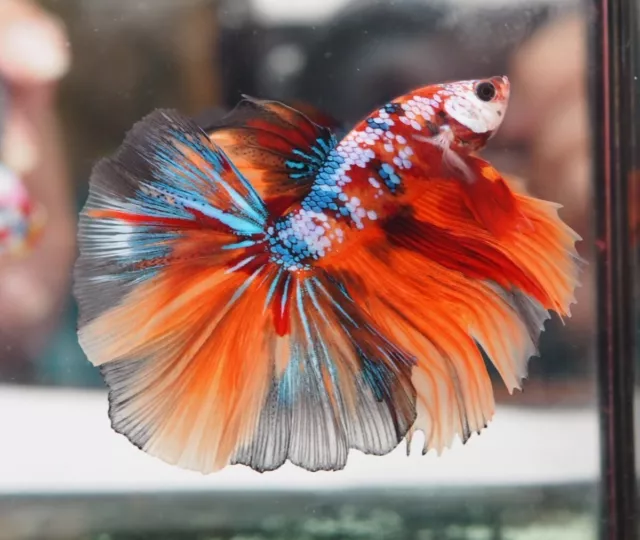 Live Betta Fish Nemo Galaxy Halfmoon Male Premium Fish From Thailand #D112