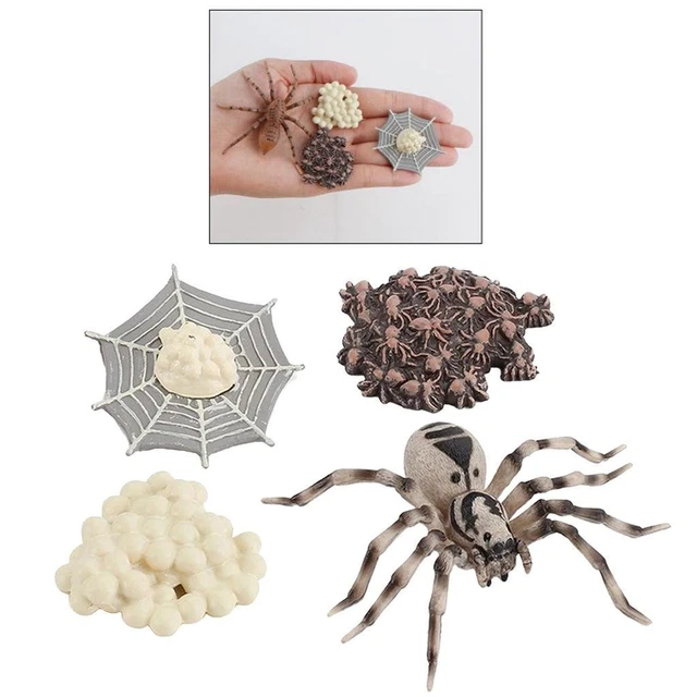 The Life Cycle Of A Spider Includes Egg Larva Spiderling And Spider 