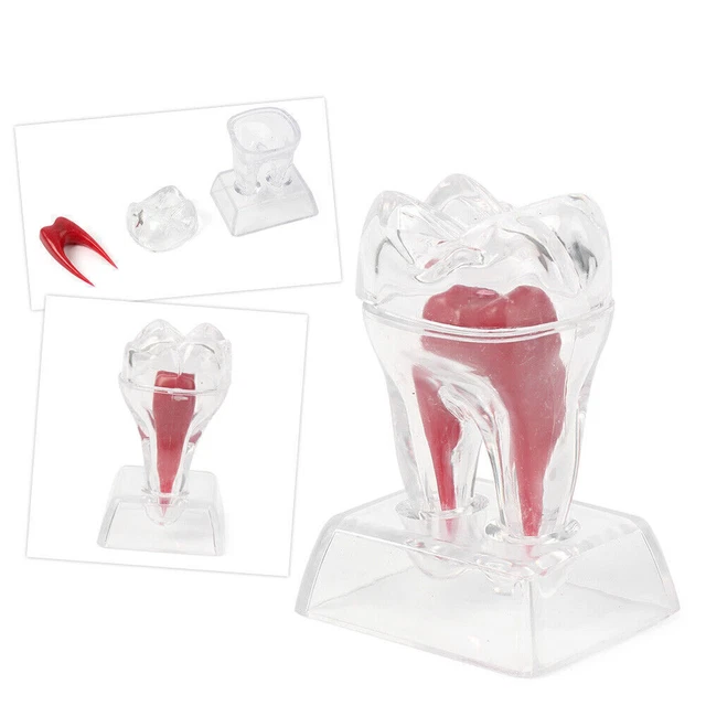 1PC Dental Crystal Base Hard Plastic Teeth Tooth Molar Studying Model