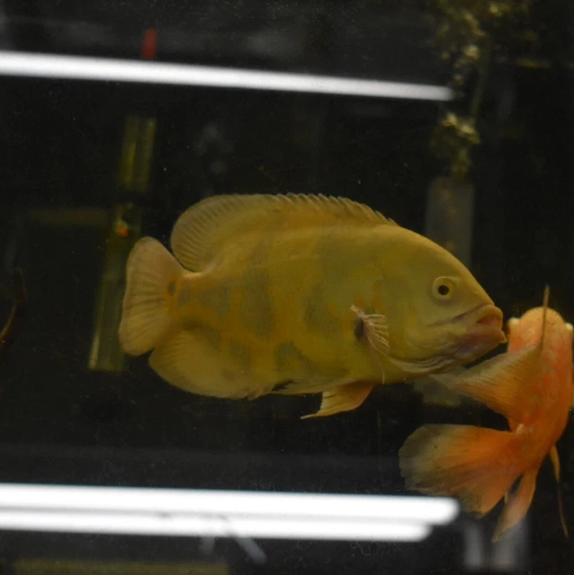 Live Lemon Oscar Cichlid (6" Large Freshwater Aquarium Fish) *PLS READ DESCR* 6