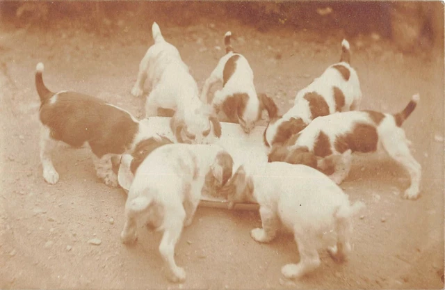 Cpa Photo Card With 7 Chiens Around A Bowl