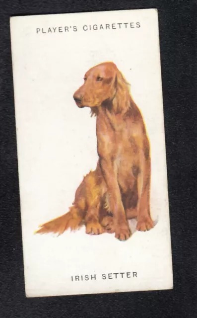 IRISH SETTER Vintage 1931 Arthur Wardle Dog Painting Card