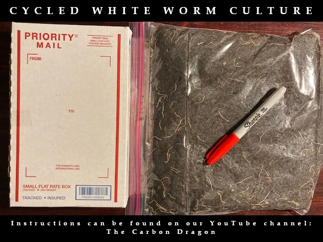 WHITE WORM CULTURE: Room Temperature Strain. Full box. Fully cycled.