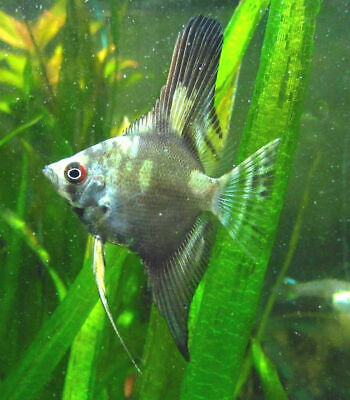 Smokey Angelfish LIVE FISH Read Description