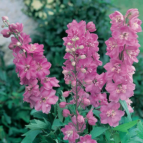 Delphinium 'Astolat' 9cm x3