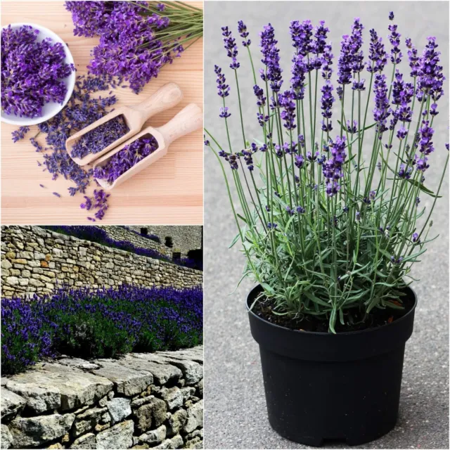 Lavender TRUE ENGLISH Lavandula Vera 50+ Seeds AROMATIC COTTAGE GARDEN FLOWER