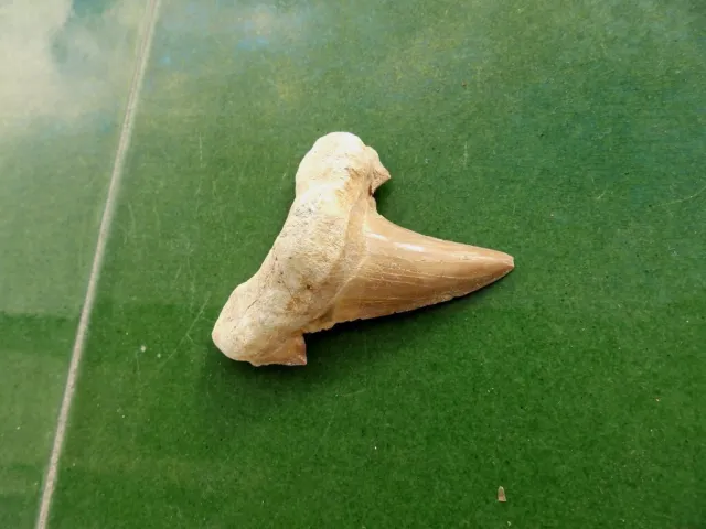 Fosiles " Excepcional Diente De Lamna Oblicua De Marruecos  -  12A22 ".