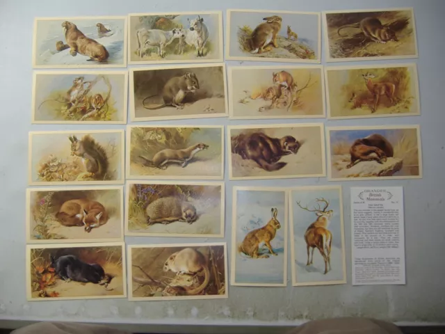 grandee cigar cards British Mammals (Imperial Tobacco) 19/30 variable condition