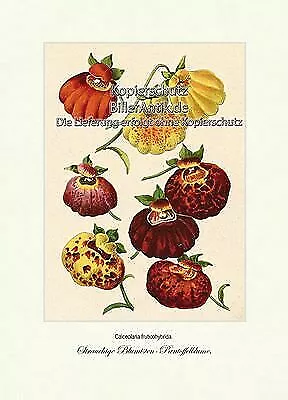Strauchige Blumisten-Pantoffelblume Calceolaria fruticohybrida Vilmorin A3 374