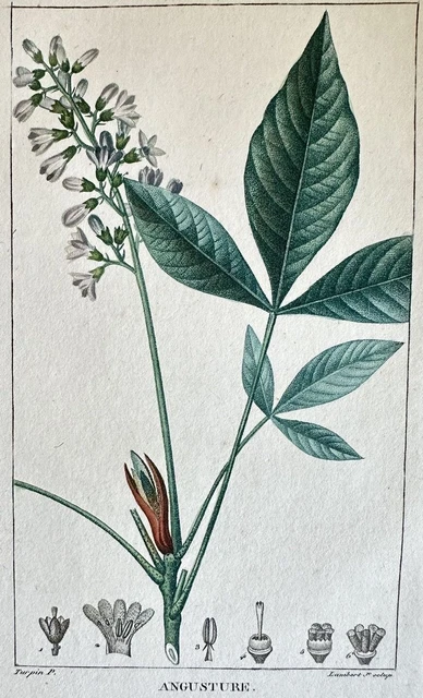 Angostura Vera Angusture Lambert Turpin 1814 Ricette Cucina Recipes
