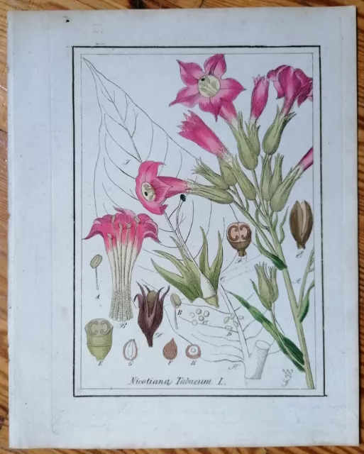 Winkler Originaldruck Koloriert Botanik Tabak Nicotiana - 1842