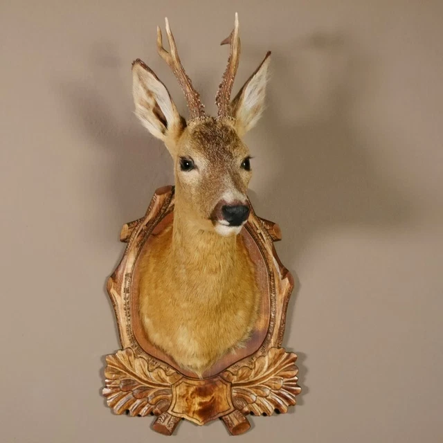 Corzo Cabeza Geschnitztem Escudo de Trofeo Preparado Altura 57CM Cornamenta