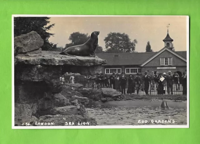 London Zoo Gardens - Sea Lion - Old Vintage Postcard - Regents Park Westminster