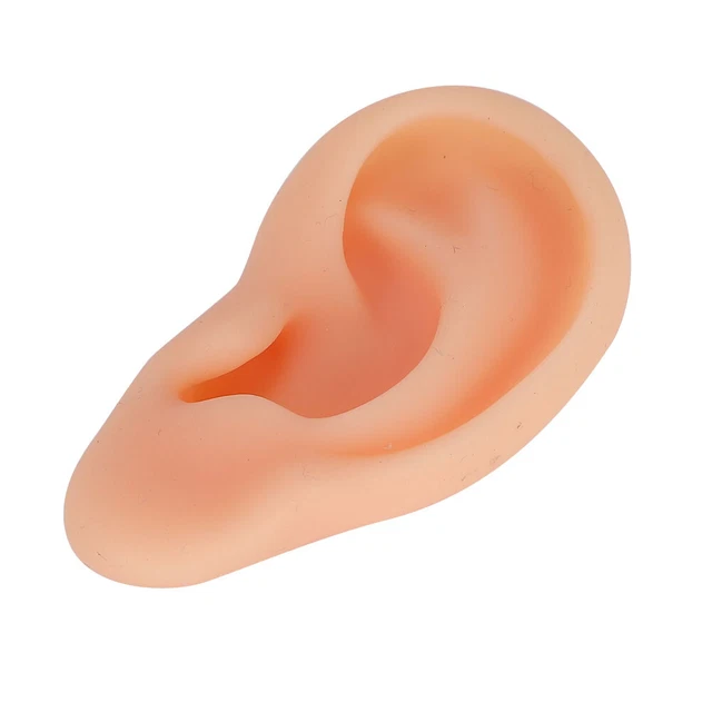 Simulated Ear Model Acupuncture Practice Massage Teaching Tool(Left ) BT5