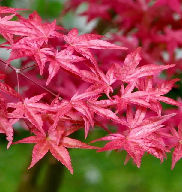 Acer palmatum cv 赤い火山 Akai kazan Deshojo -  -