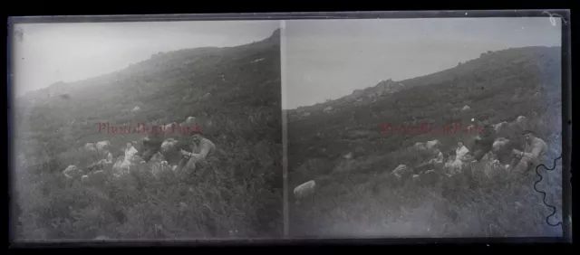 Family Lunch on the Grass Photo NEGATIVE Glass Plate c1930 Stereo PL28L