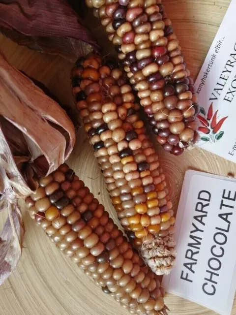 MAÍZ DE CHOCOLATE DE LA GRANJA - PARA PALOMITAS - Corn 10+ Semillas Seeds Zm 062