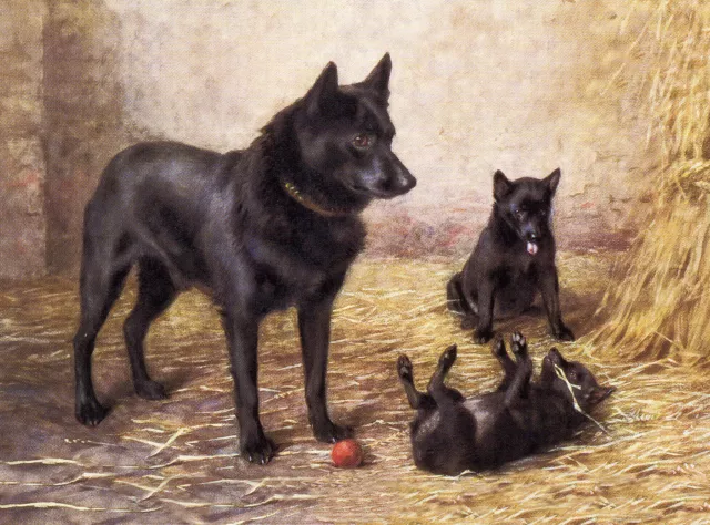 Schipperke Mother And Puppies Charming Dog Greetings Note Card
