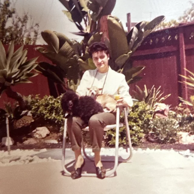 VINTAGE PHOTO 1970s Woman With Dogs, Chihuahua, Toy Poodle COLOR SNAPSHOT