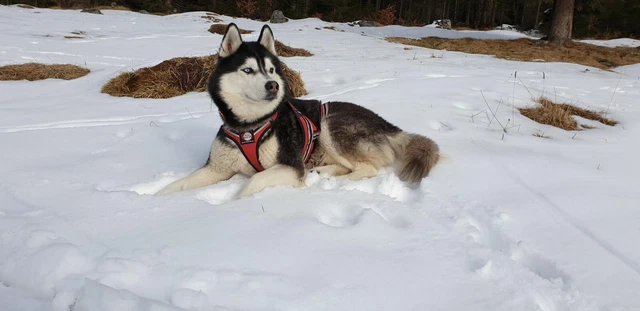 Deckrüde Sibirischer Husky / Siberian Husky