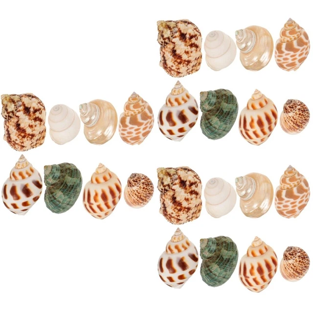 24 pièces décor de coquille de conque décoration de mariage