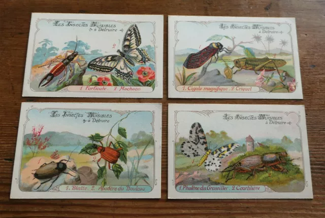 Lot De 4 Anciennes Images Chromos Insectes Nuisibles A Detruire Entomologie