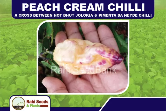 Peach Cream Chilli - A Cross Between Hot Bhut Jolokia & Pimenta Da Neyde Chilli