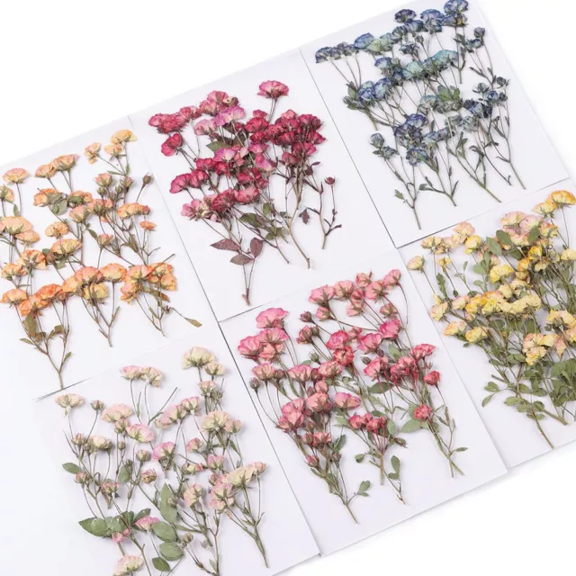 DIY Crafts Decoration Embossed Plant Manual Pressed Flowers Real Dried Flowers