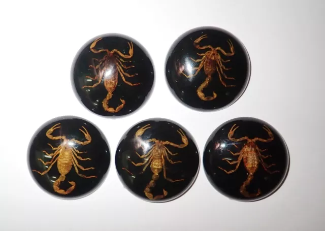 Insect Cabochon Golden Scorpion Round 38 mm on black bottom 5 pieces Lot