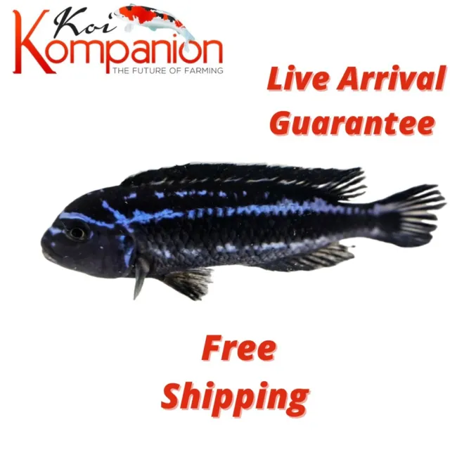 3/5/10X Johani Cichlid Freshwater Fish Koi Kompanion Free Shipping