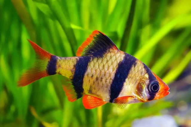 Group of 5+1 Live Juvenile Tiger Barbs Premium Freshwater Tropical Fish A+++