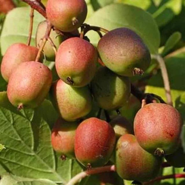 Actinidia arguta 'Geneva' * - Mini-Kiwi femelle - Kiwaï rustique