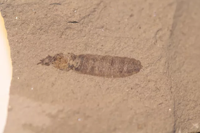 Insecte fossile indéterminé de l'Oligocène, bassin des Carpathes, Pologne