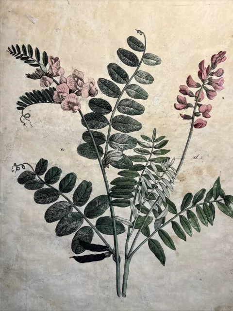 Fence Vetch Sainfoin Antique Lithograph 1838 Plant Hand Colored Illustration