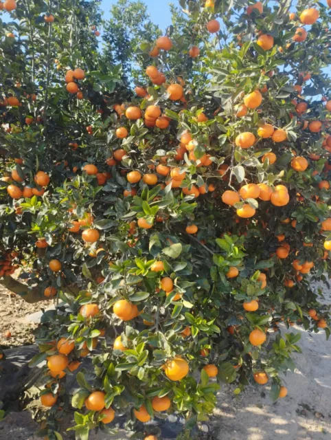 Citrus x tangor 'Murcott' greffé sur FA5 / Mandarin / Conteneur de 7 à 10 lit...