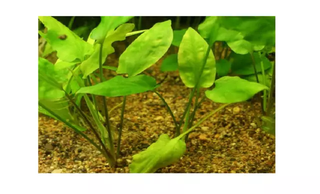 Cryptocoryne pontederifolia XL/ADULTES plante aquarium très résistantes  