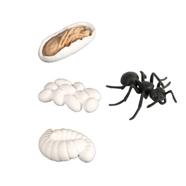 Jouets - Cycle de vie des fourmis - Matériel enfant Jouets - Cycle de vie des fourmis - Matériel enfant