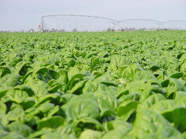 Spinach Medania  1000 Finest Seeds 3