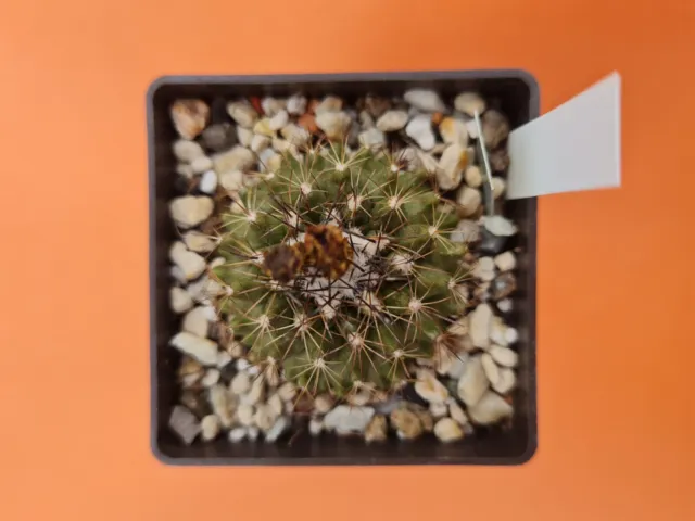 Copiapoa humilis - cactus live plant own roots indoor exotic