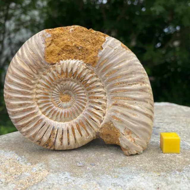 Perisphinctes fossil ammonite - jurassic period, madagascar